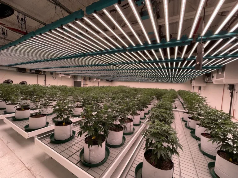 LED-Grow-Lights-for-Cannabis-in-Horticulture