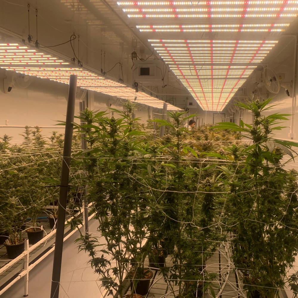 high power grow lights for cannabis high power grow lights for cannabis