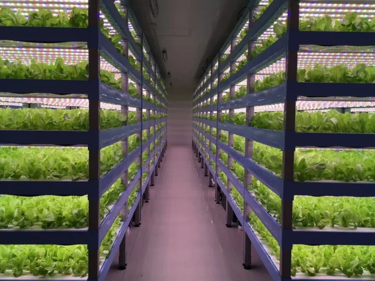室内LED植物生长灯指南