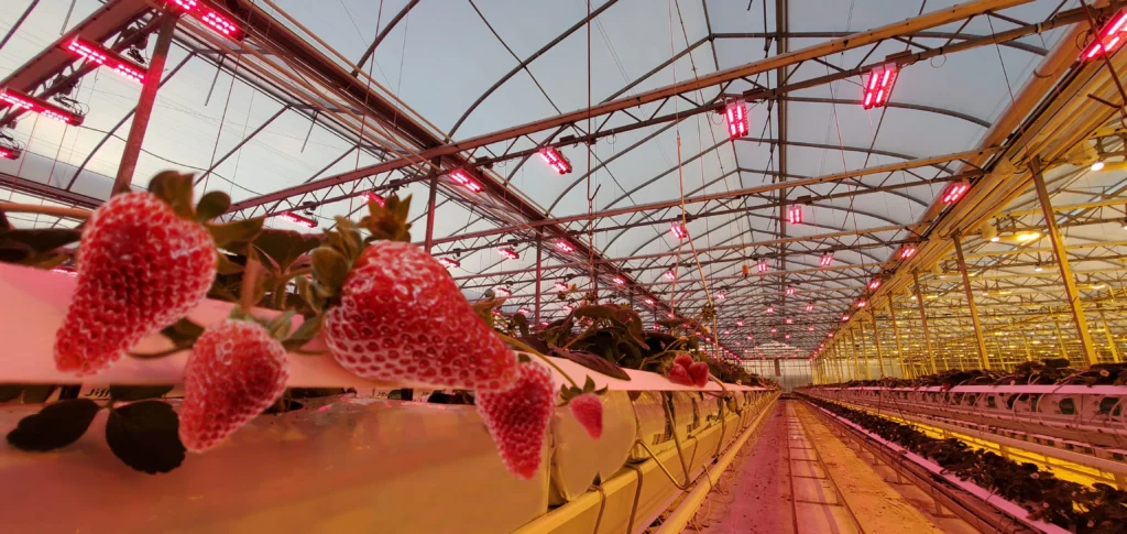 LED grow light for strawberry LED grow light for strawberry