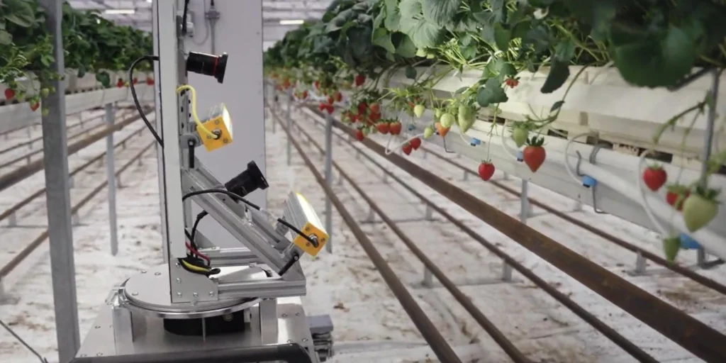 LED grow light for strawberry cultivation LED grow light for strawberry cultivation