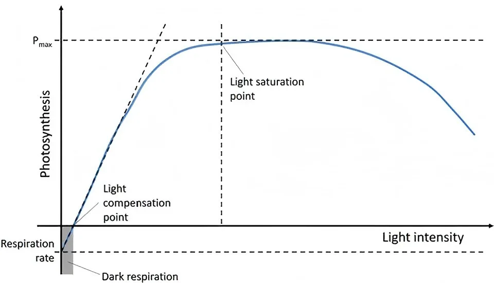 Lichtkompensationspunkt & Lichtsättigungspunkt Lichtkompensationspunkt & Lichtsättigungspunkt
