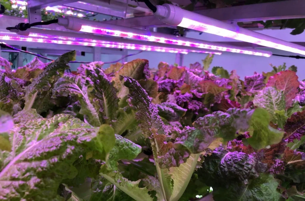 full spectrum daisy chain grow light for lettuce full spectrum daisy chain grow light for lettuce
