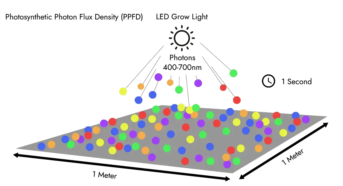 photosynthetische Photonenflussdichte (PPFD) photosynthetische Photonenflussdichte (PPFD)