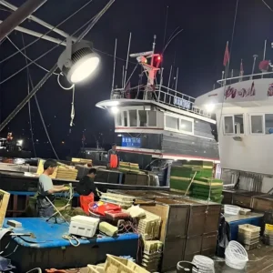 对称的 LED 鱼灯放置